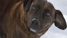 Kinobesucher banden Hund in eisiger Kälte am Auto fest am Dienstag,  3. Februar 2015